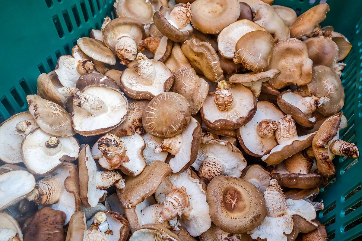 %EC%B0%B8%EB%82%98%EB%AC%B4_%ED%91%9C%EA%B3%A0%EB%B2%84%EC%84%AF2.jpg?type=w1200