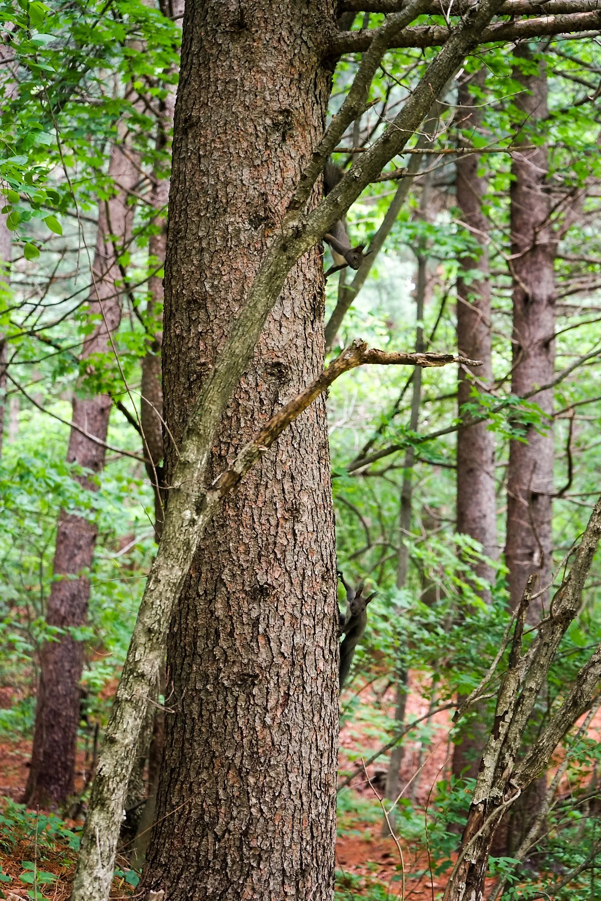 %EC%B2%AD%EC%84%A4%EB%AA%A8_%281%29.JPG?type=w1200