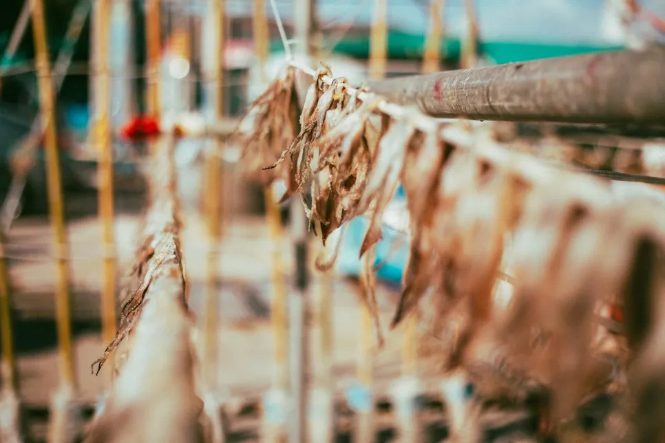 %EC%9E%A5%ED%98%B8%ED%95%AD_(6).jpg?type=w966