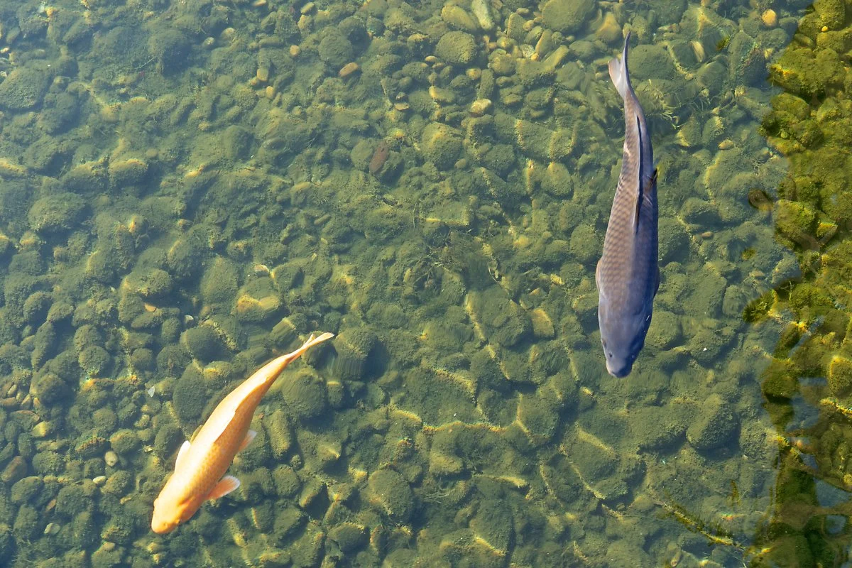 %EC%82%AC%EC%A7%846_%ED%99%A9%EA%B8%88_%EC%9E%89%EC%96%B4%EB%A5%BC_%EB%A7%8C%EB%82%A0_%EC%88%98_%EC%9E%88%EB%8A%94_%EC%9D%B8%EA%B3%B5%ED%98%B8%EC%88%98.jpg?type=w1200