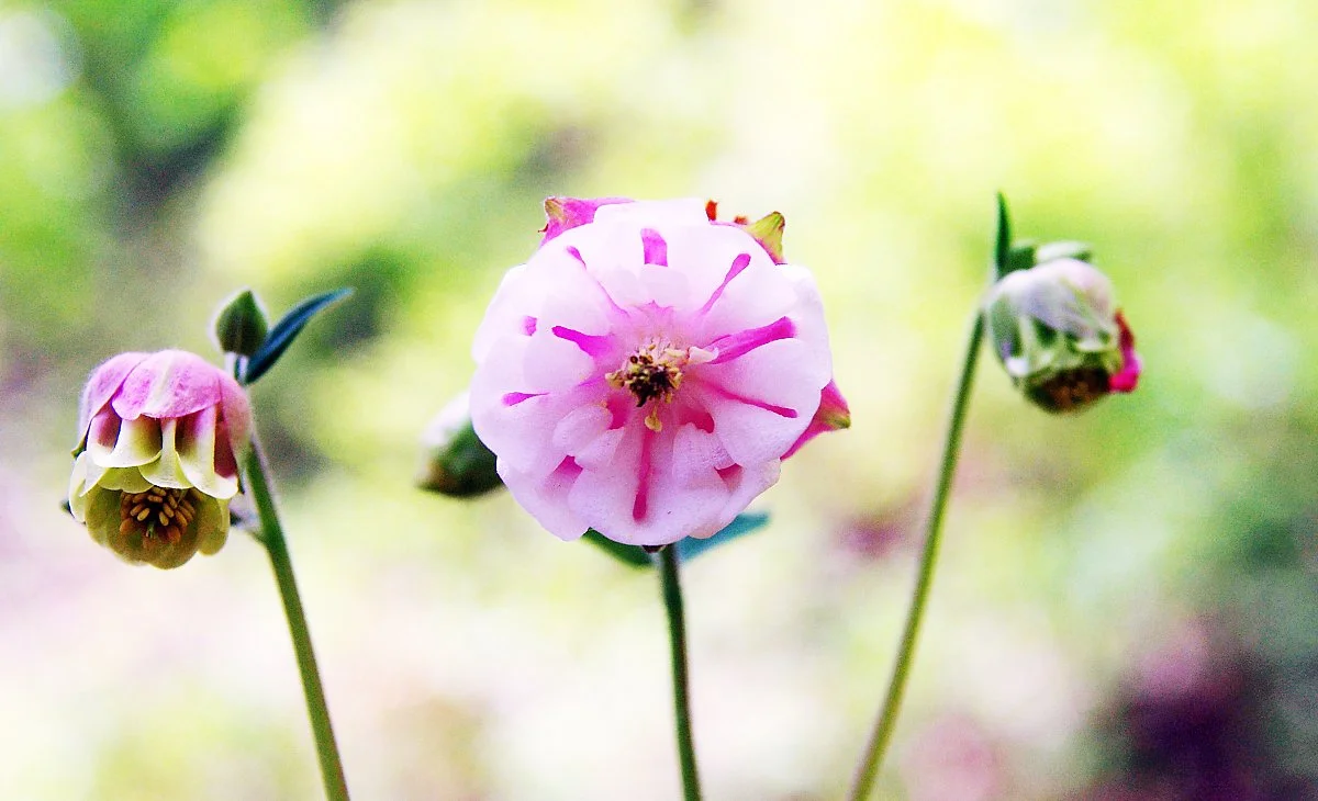 %EC%83%81%EB%8B%B9%EC%82%B0%EC%84%B1%EC%98%9B%EA%B8%B8%EC%9D%84_%EA%B1%B7%EB%8B%A4_%EB%A7%8C%EB%82%9C_%EC%95%84%EC%A3%BC_%EC%9E%91%EC%9D%80_%EC%A2%85_%EA%B0%99%EC%9D%80_%EA%BD%83.JPG?type=w1200