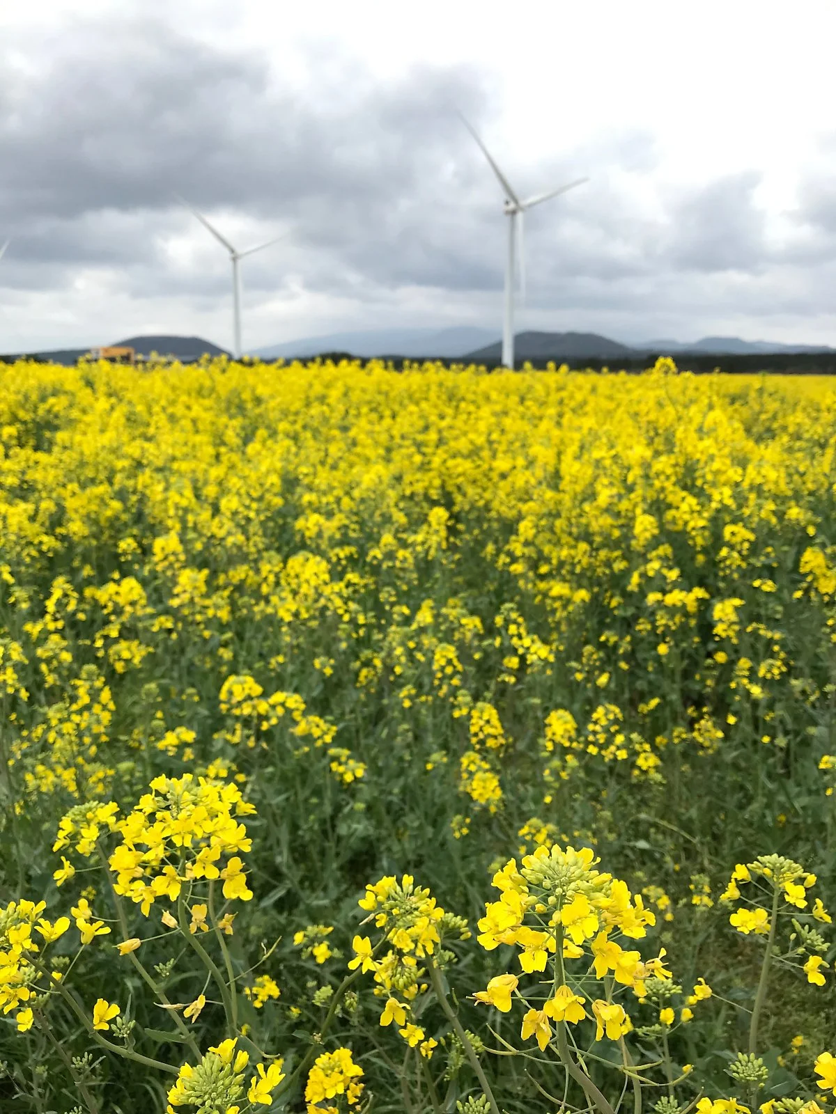 %EC%9C%A0%EC%B1%84%EA%BD%83%EC%B6%95%EC%A0%9C_%284%29.jpg?type=w1200