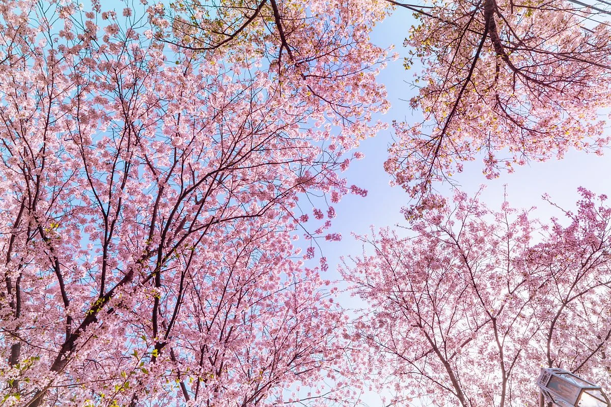 %EA%B0%95%ED%99%94%EC%82%B0%EC%84%B1_%EB%B6%81%EB%AC%B8_%EB%B2%9A%EA%BD%83%EA%B8%B8_%282%29.jpg?type=w1200