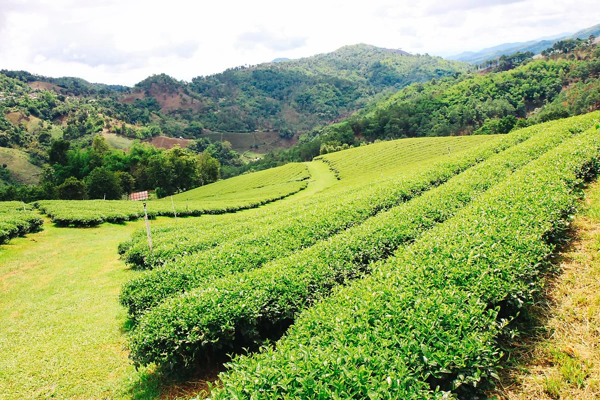 %EC%B9%98%EC%95%99%EB%9D%BC%EC%9D%B4-4.jpg?type=w1200