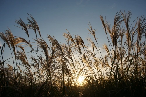 서울억새축제 2018.JPG