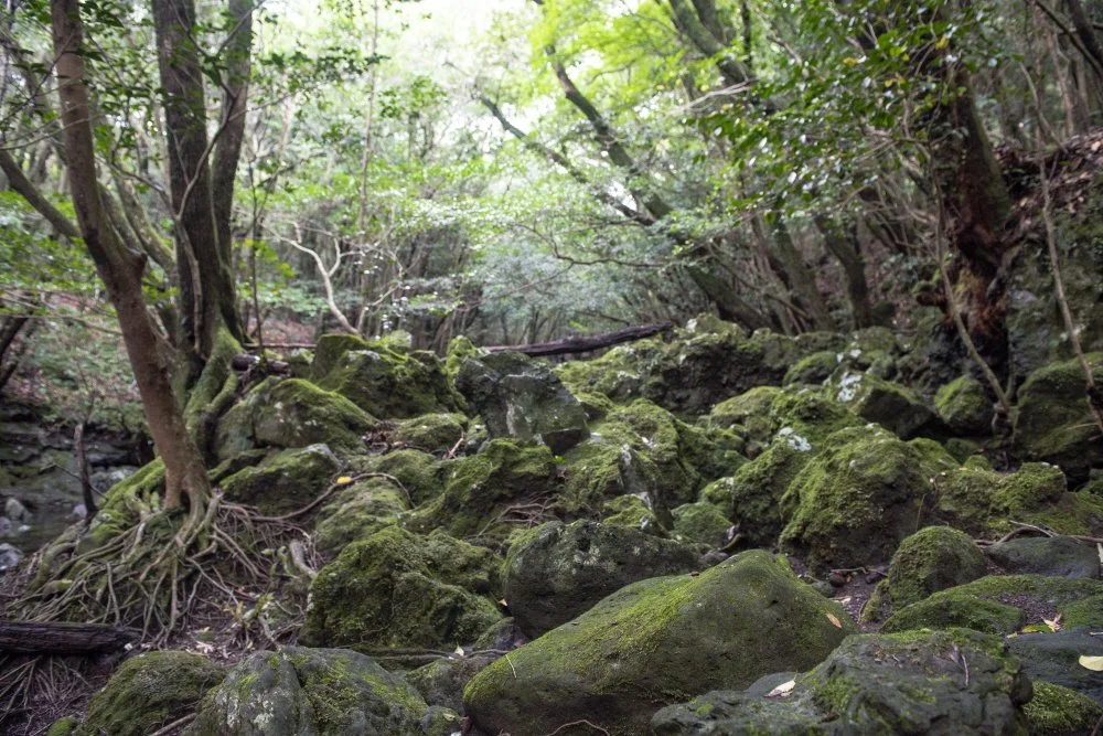 %ED%81%AC%EA%B8%B0%EB%B3%80%ED%99%98%EC%9D%B4%EC%8A%B9%EC%9D%B4%EC%98%A4%EB%A6%84_%283%29.jpg?type=w1200