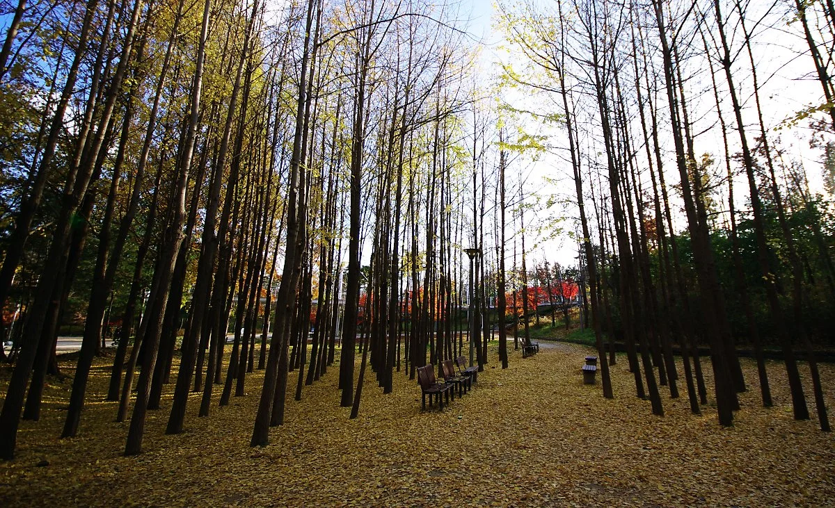 %EC%84%9C%EC%9A%B8%EC%88%B2%EC%97%90_%EC%9D%80%ED%96%89%EB%82%98%EB%AC%B4_%EA%B5%B0%EB%9D%BD%EC%A7%80%EA%B0%80_%EC%9E%88%EB%8B%A4._%EC%9E%8E%EC%9D%B4_%EB%8B%A4_%EC%A1%8C%EC%A7%80%EB%A7%8C_%EB%B0%94%EB%8B%A5%EC%97%90_%EA%B9%94%EB%A6%B0_%EB%85%B8.JPG?type=w1200