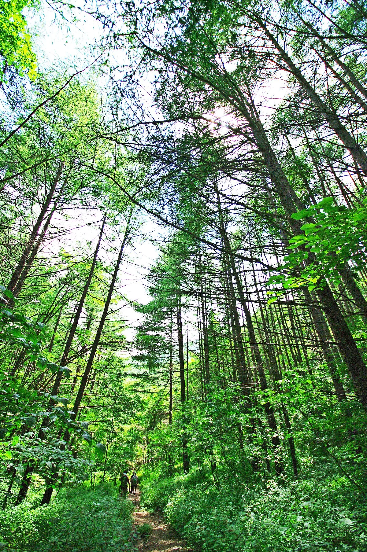 %EA%B2%80%EB%A3%A1%EC%86%8C_%EA%B0%80%EB%8A%94_%EA%B8%B8.JPG?type=w1200