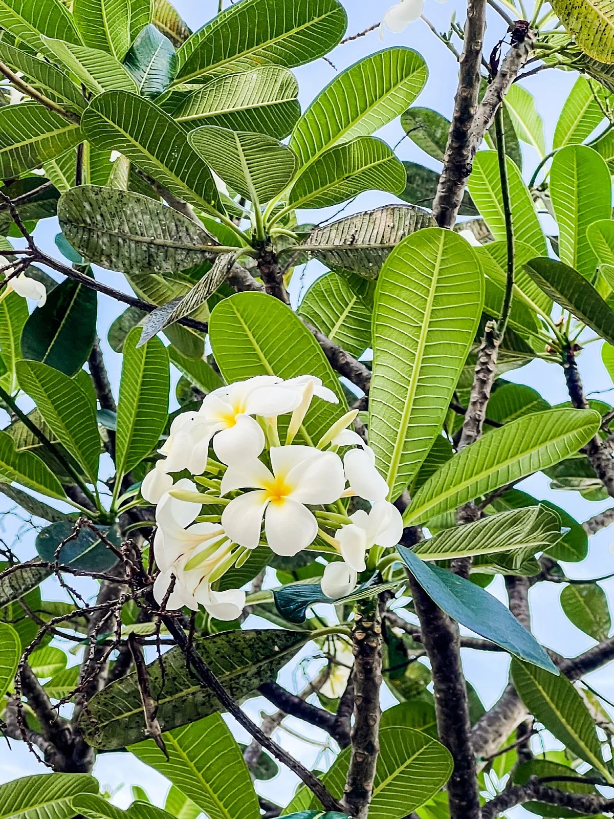 %EB%A6%AC%EC%A1%B0%ED%8A%B8_%EA%BD%83_%282%29.jpg?type=w1200