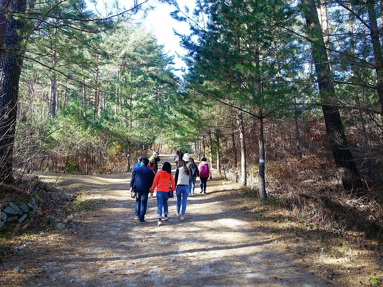 금강소나무숲길 (2).JPG