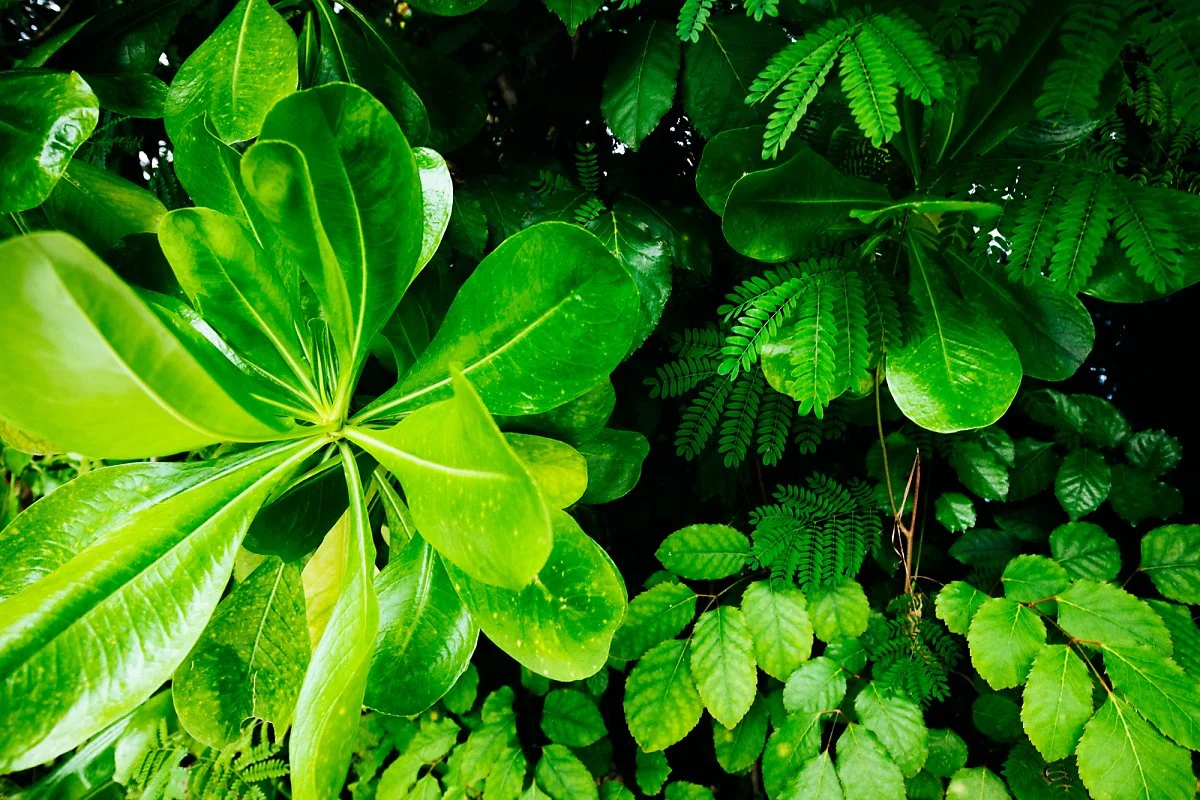 %EB%AA%B0%EB%94%94%EB%B8%8C_%EC%95%84%EB%82%9C%ED%83%80%EB%9D%BC_-37.jpg?type=w1200