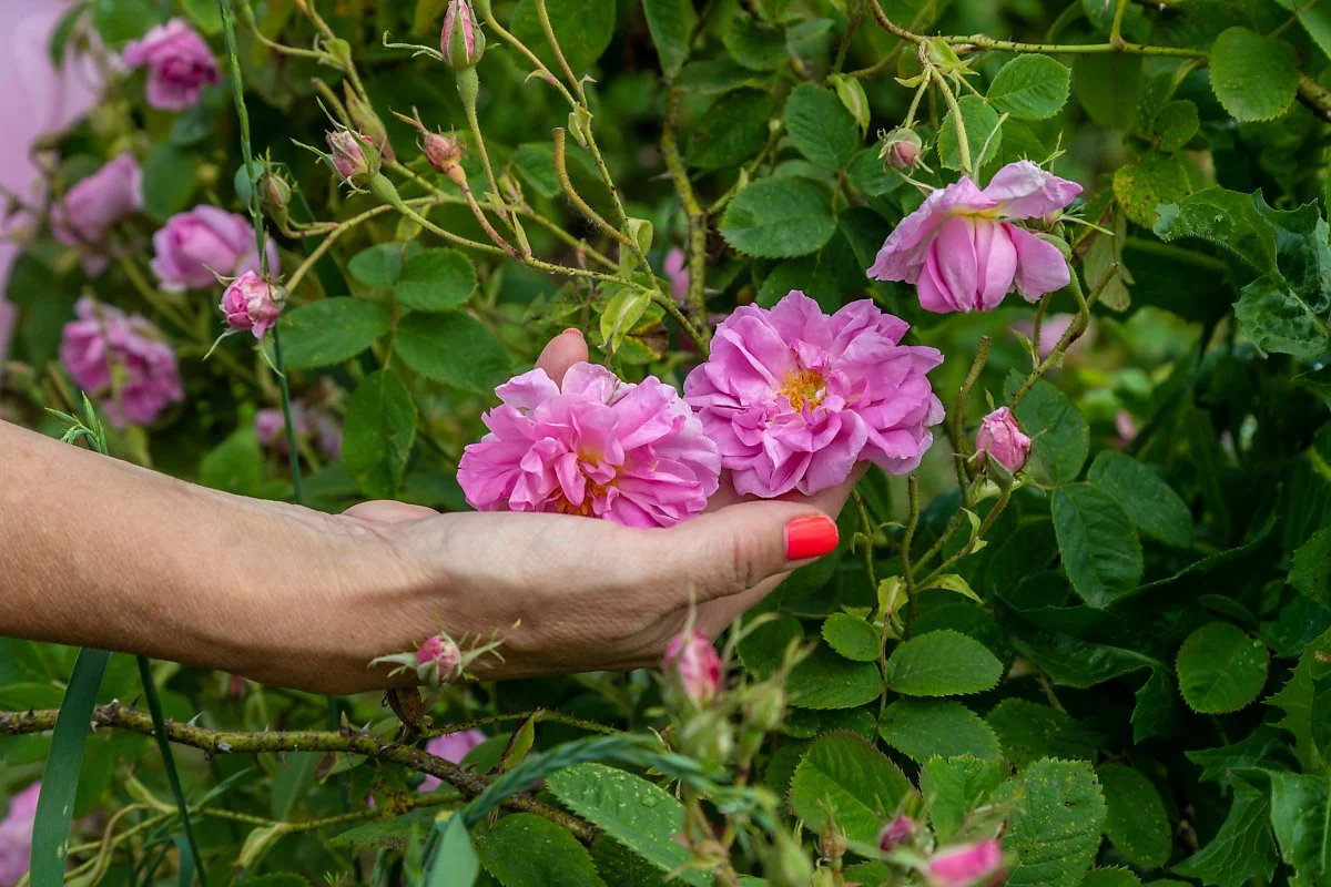 %EB%B6%88%EA%B0%80%EB%A6%AC%EC%95%84_%EC%9E%A5%EB%AF%B8%EB%86%8D%EC%9E%A5_%283%29.jpg?type=w1200