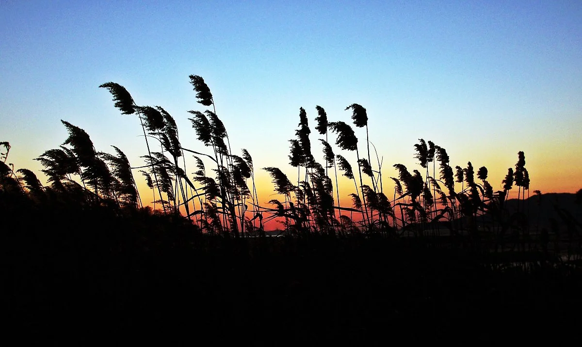 %ED%95%B4_%EC%A7%80%EB%8A%94_%ED%95%98%EB%8A%98%EC%9D%84_%EB%B0%B0%EA%B2%BD%EC%9C%BC%EB%A1%9C_%ED%9D%94%EB%93%A4%EB%A6%AC%EB%8A%94_%EA%B0%88%EB%8C%80.JPG?type=w1200