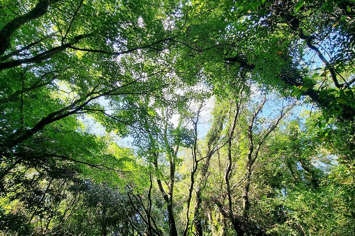 %ED%99%98%EC%83%81%EC%88%B2_%282%29.jpg?type=w1200