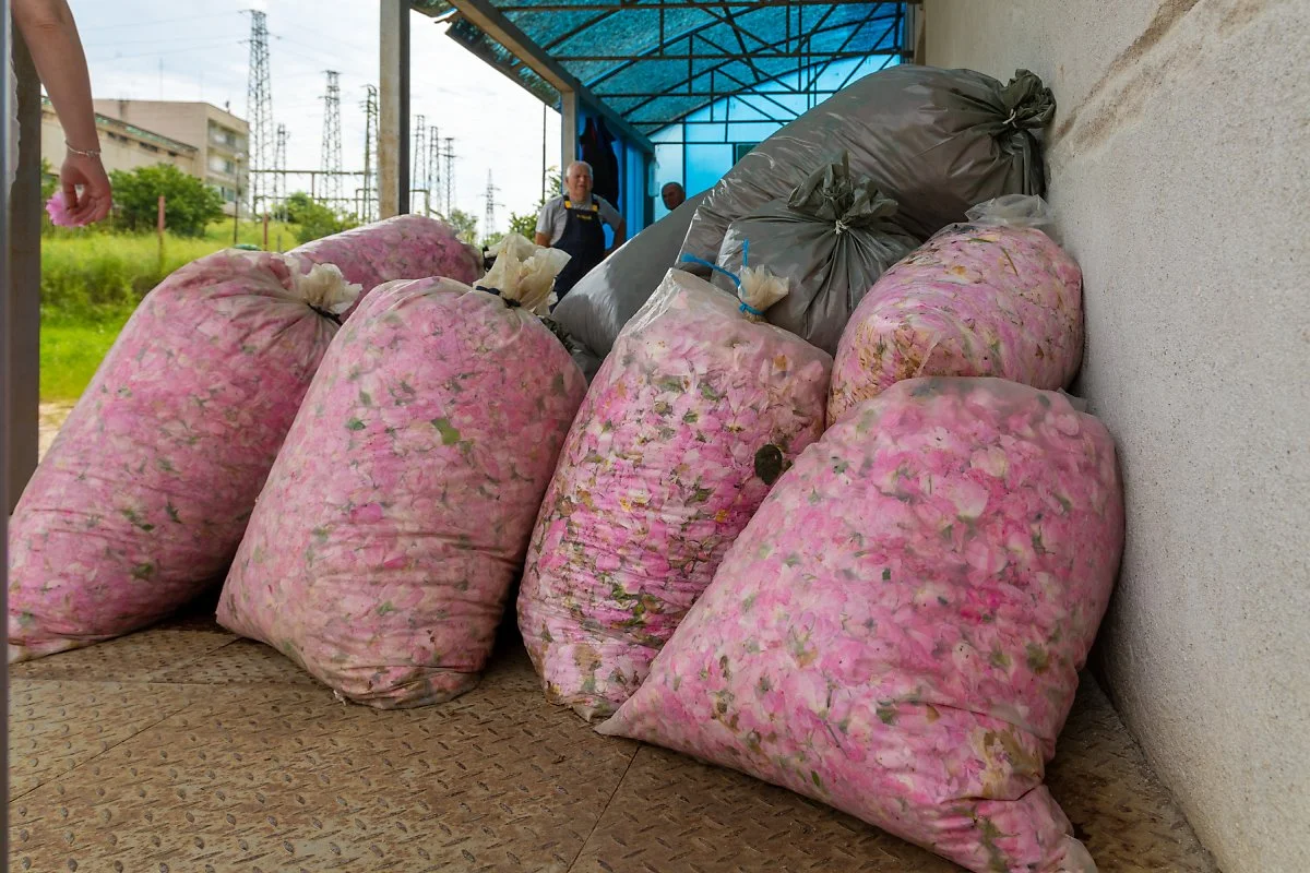 %EB%B6%88%EA%B0%80%EB%A6%AC%EC%95%84_%EC%9E%A5%EB%AF%B8%EB%86%8D%EC%9E%A5_%289%29.jpg?type=w1200