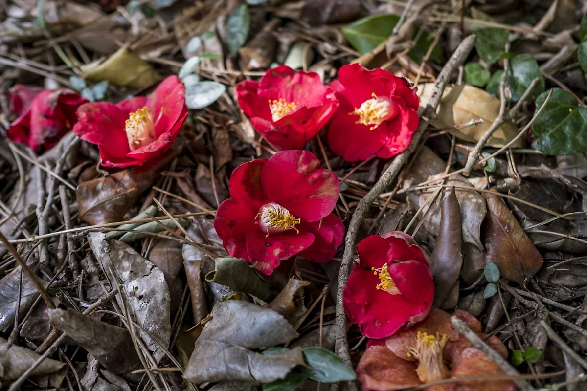 %EB%B0%B1%EB%A0%A8%EC%82%AC_1.jpg?type=w1200