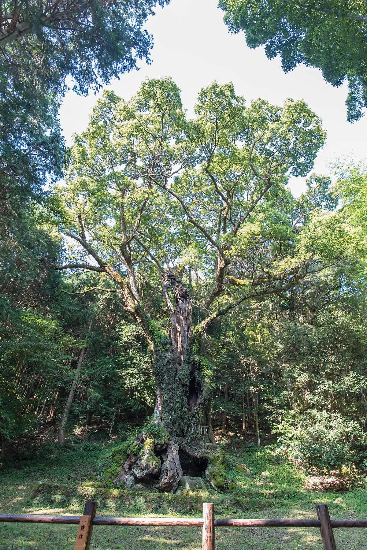 %EB%8B%A4%EC%BC%80%EC%98%A4_%EC%8B%A0%EC%82%AC_%EB%85%B9%EB%82%98%EB%AC%B4_%EB%8F%84%EC%84%9C%EA%B4%80_%EC%A0%95%ED%98%9C%EC%A7%84_%284%29.jpg?type=w1200