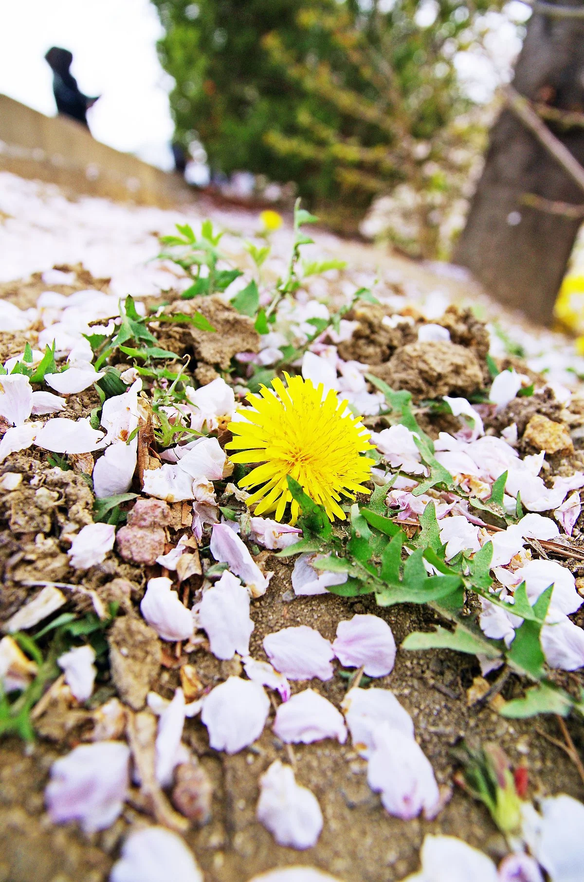 %EB%B2%9A%EA%BD%83_%EC%95%84%EB%9E%98_%ED%94%BC%EC%96%B4%EB%82%9C_%EB%AF%BC%EB%93%A4%EB%A0%88%EA%BD%83.JPG?type=w1200