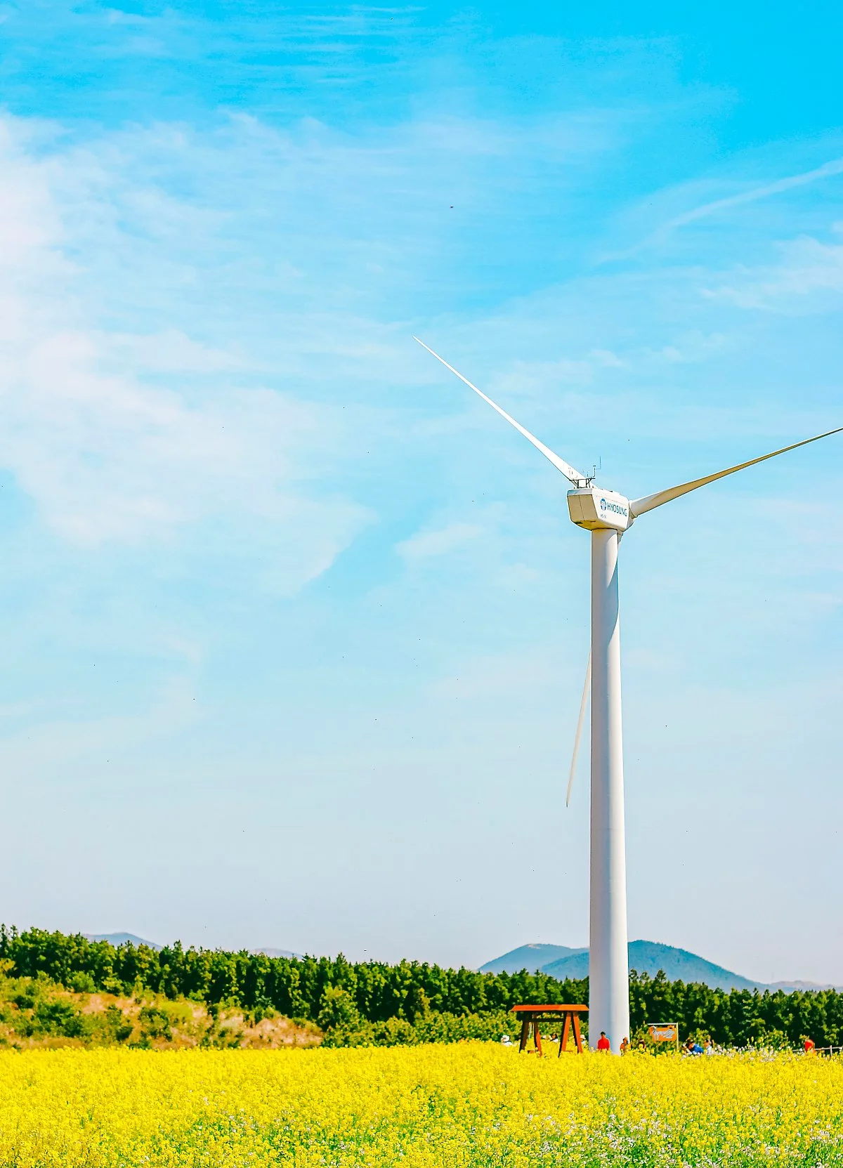 d_%EC%A0%9C%EC%A3%BC_%EA%B0%80%EC%8B%9C%EB%A6%AC%EC%9C%A0%EC%B1%84%EA%BD%83.jpg?type=w1200