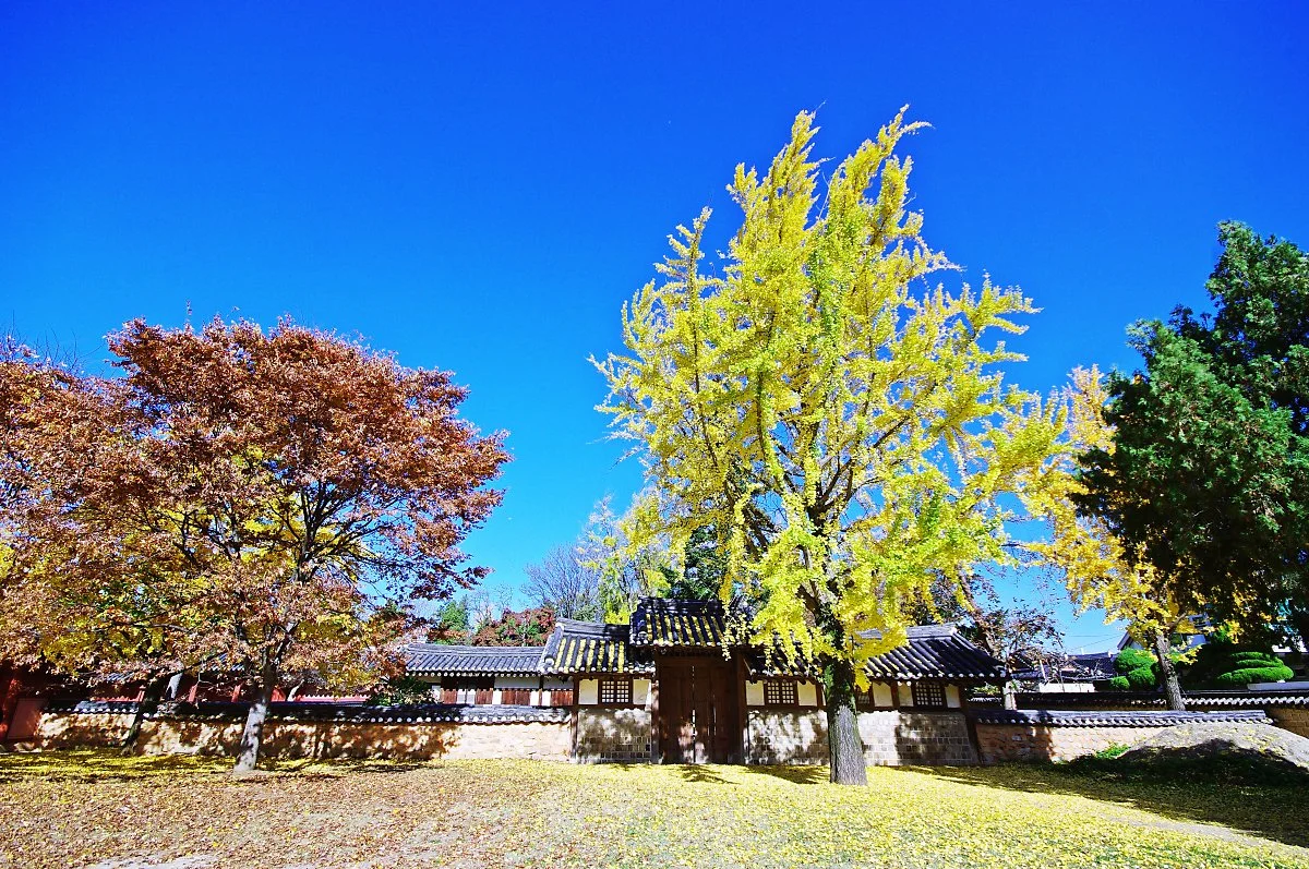 %EB%8B%A8%ED%92%8D_%EB%AC%BC%EB%93%A0_%EA%B2%BD%EA%B8%B0%EC%A0%84_%EB%82%98%EB%AC%B4%EB%93%A4.JPG?type=w1200