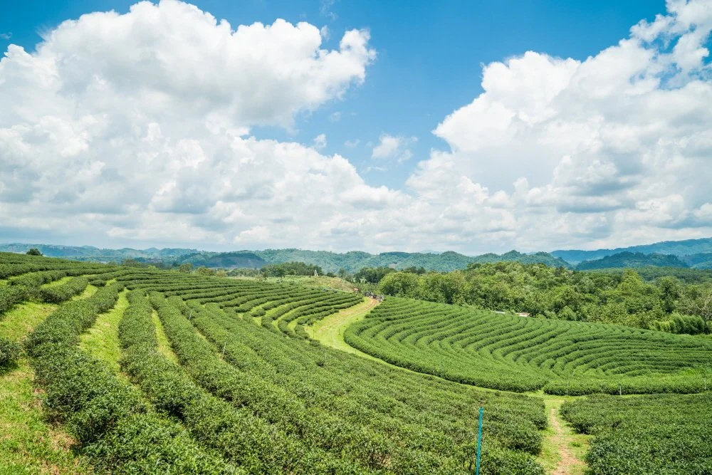 %EC%B6%94%EC%9D%B4%ED%90%81%EB%85%B9%EC%B0%A8%EB%86%8D%EC%9E%A5_%281%29.jpg?type=w1200