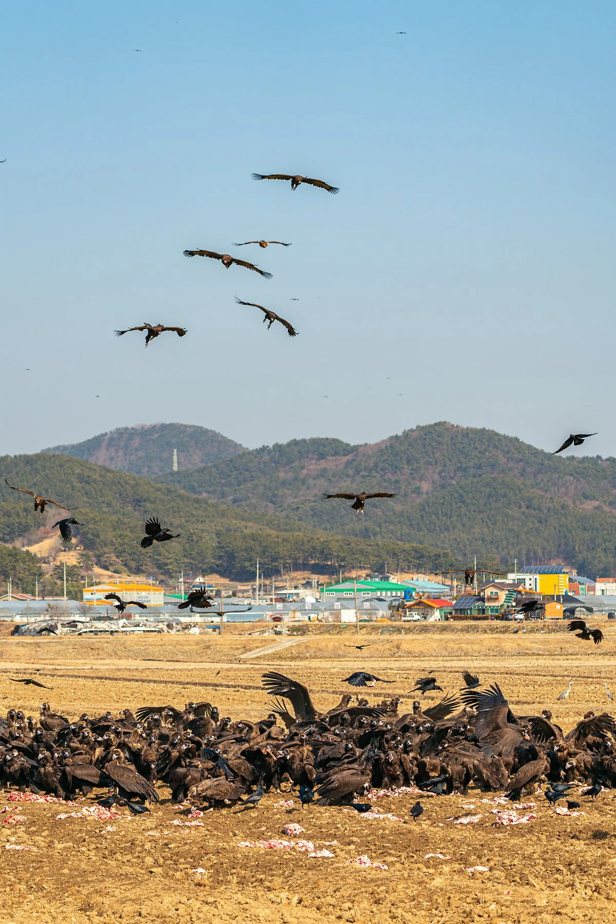 %EA%B3%A0%EC%84%B1_%EB%8F%85%EC%88%98%EB%A6%AC_015.jpg?type=w1200