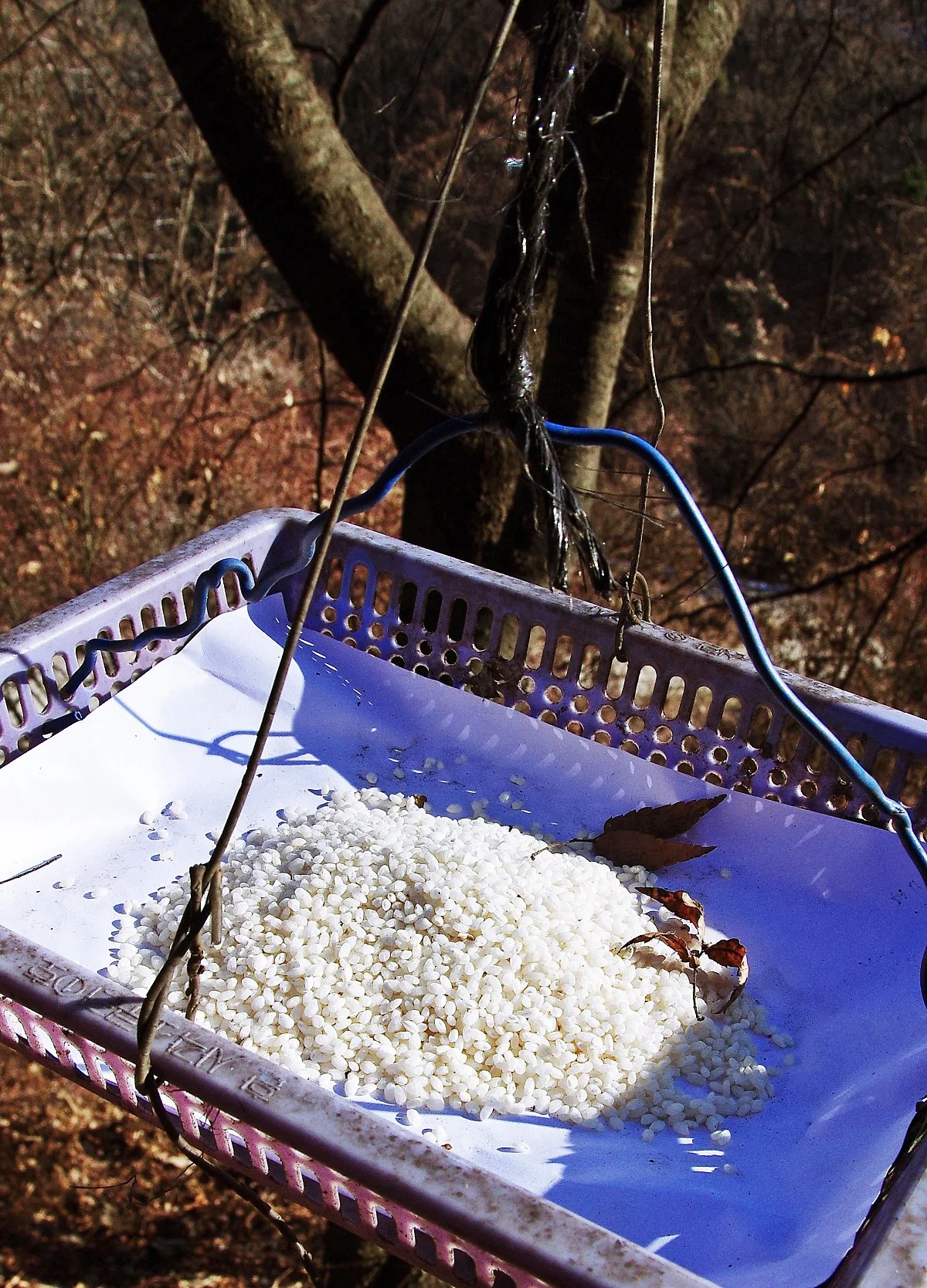 %EC%9E%A5%EB%AF%B8%EC%82%B0_%EB%B4%89%ED%95%99%EC%82%AC_%EB%A7%88%EB%8B%B9_%EB%82%98%EB%AC%B4%EC%97%90_%EC%83%88_%EB%AA%A8%EC%9D%B4%EB%A5%BC_%EB%A7%A4%EB%8B%AC%EC%95%84_%EB%86%93%EC%95%98%EB%8B%A4..JPG?type=w1200