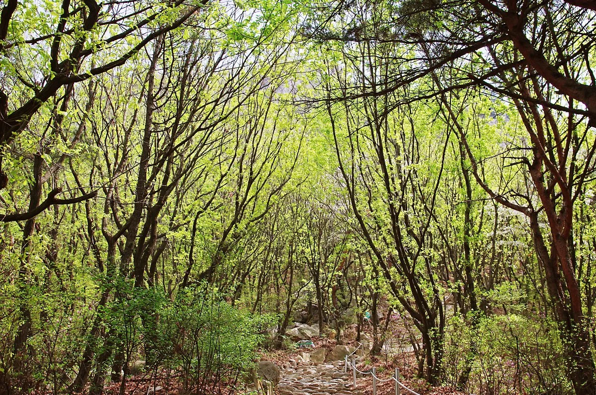 %ED%98%B8%EC%95%95%EC%82%AC%EC%97%90%EC%84%9C_%ED%98%B8%EC%95%94%EC%82%B0%EC%9C%BC%EB%A1%9C_%EC%98%AC%EB%9D%BC%EA%B0%80%EB%8A%94_%EA%B8%B8_%EC%B4%88%EC%9E%85_%EC%88%B2_%ED%92%8D%EA%B2%BD.JPG?type=w1200