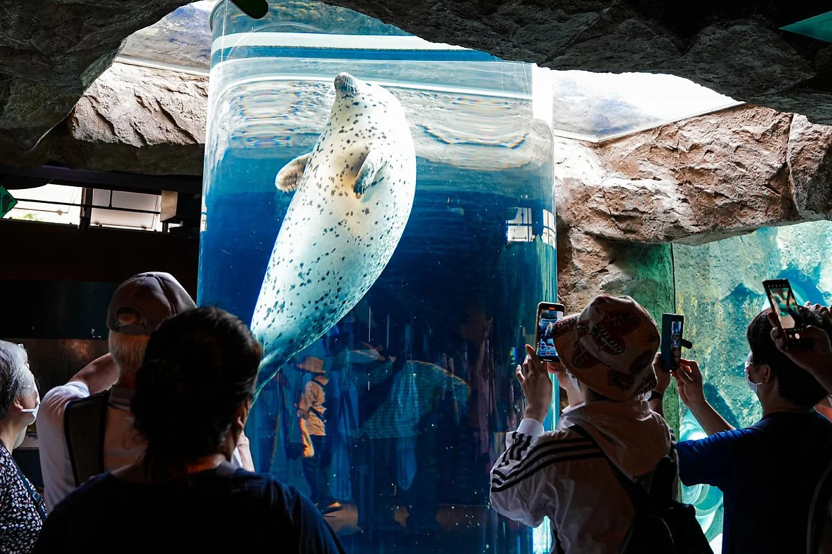 %EC%95%84%EC%82%AC%ED%9E%88%EC%95%BC%EB%A7%88_%EB%8F%99%EB%AC%BC%EC%9B%90_%2812%29_-_%EC%B6%94%EC%B2%9C.jpg?type=w1200