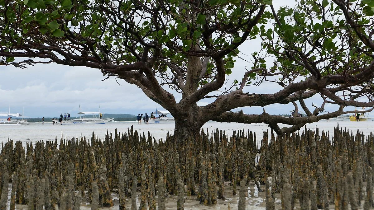 48-%EB%B2%84%EC%A7%84%EC%95%84%EC%9D%BC%EB%9E%9C%EB%93%9C20.jpg?type=w1200