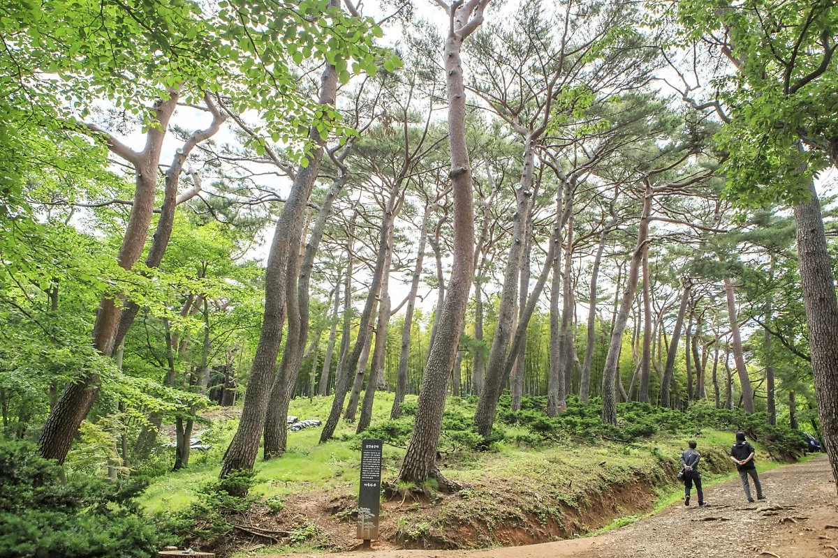 %EC%95%84%ED%99%89%EC%82%B0%EC%88%B2_%282%29.JPG?type=w1200