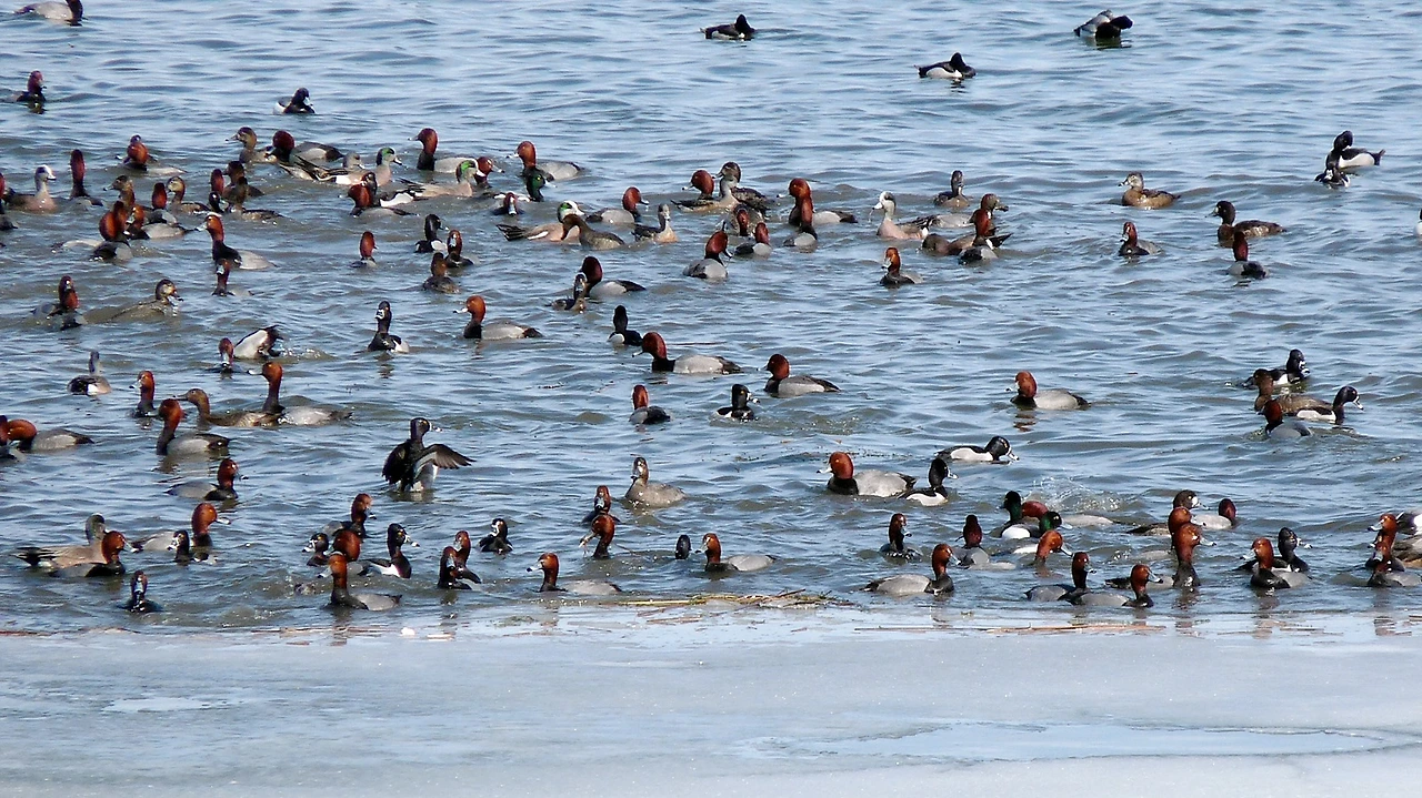 1-Waterfowl-1-Ducks Coots Pt PQP March 26 2012 (33).JPG