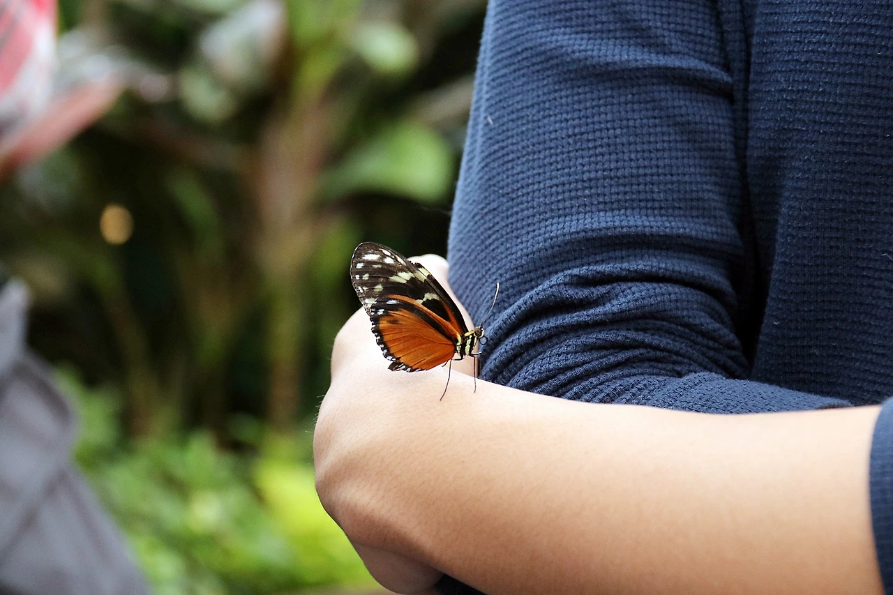 9-CMN-Butterfly-1 copy.JPG