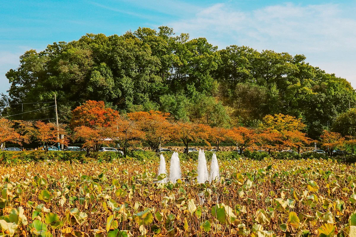 %EA%B9%80%EC%B2%9C_%EC%97%B0%ED%99%94%EC%A7%80_%284%29.JPG?type=w1200