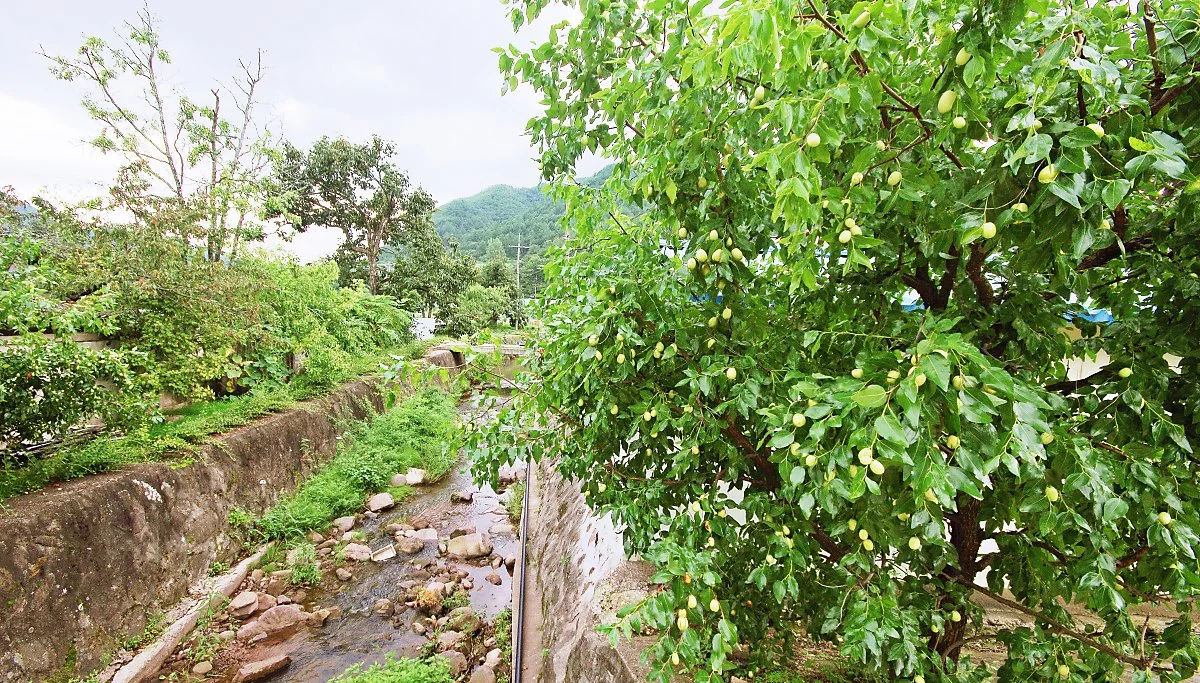 %EC%9D%B4%EA%B3%A1%EB%A7%88%EC%9D%84_%ED%92%8D%EA%B2%BD..JPG?type=w1200