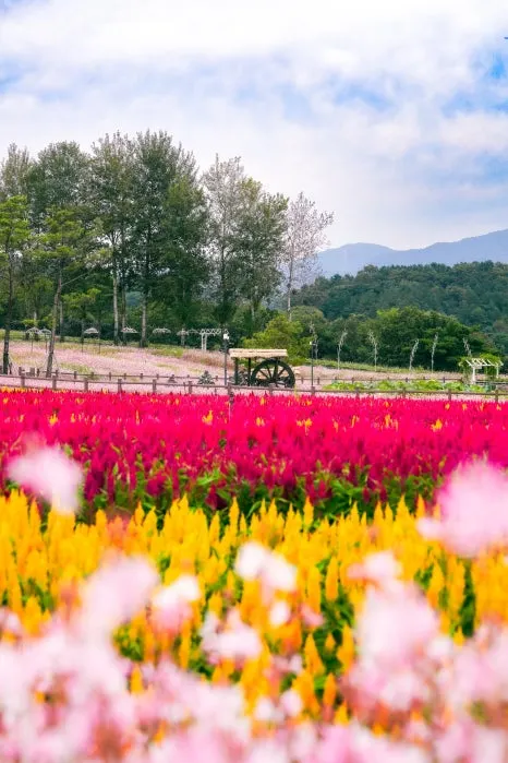 %EA%B3%A0%EC%84%9D%EC%A0%95%EA%BD%83%EB%B0%AD-11.jpg?type=w466