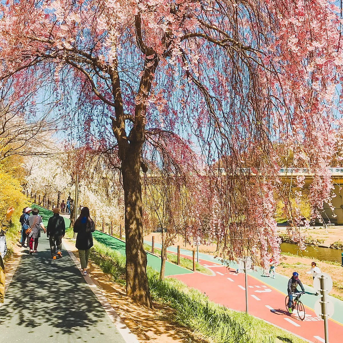 %EC%96%91%EC%9E%AC%EC%B2%9C_%2815%29.jpg?type=w1200