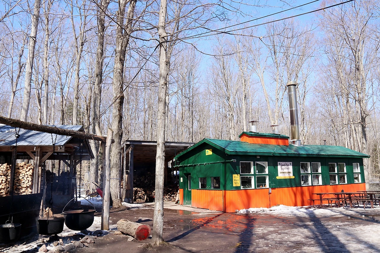 10-Warkworth-Sandy Flat sugar bush-2JPG.JPG