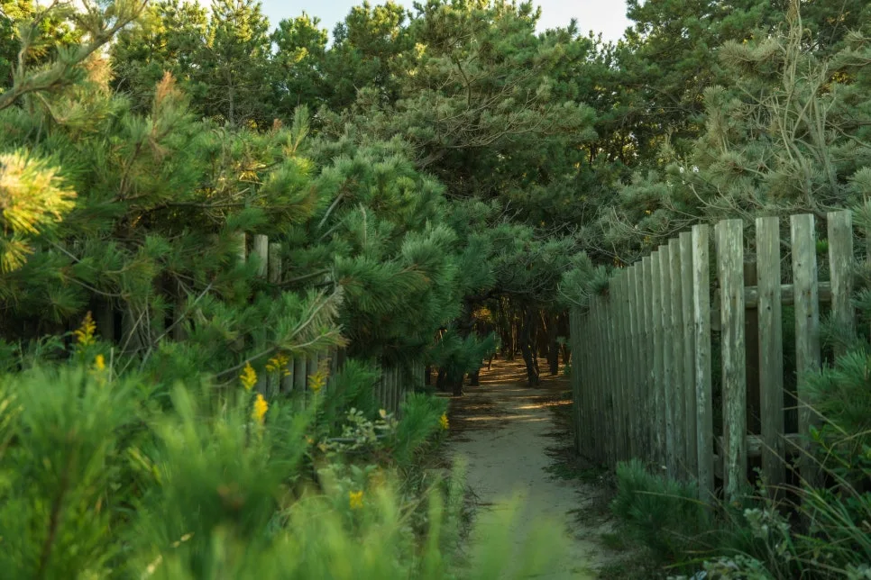 %EB%8B%88%EC%A7%80%EB%85%B8%EB%A7%88%EC%93%B0%EB%B0%94%EB%9D%BC-2.jpg?type=w966