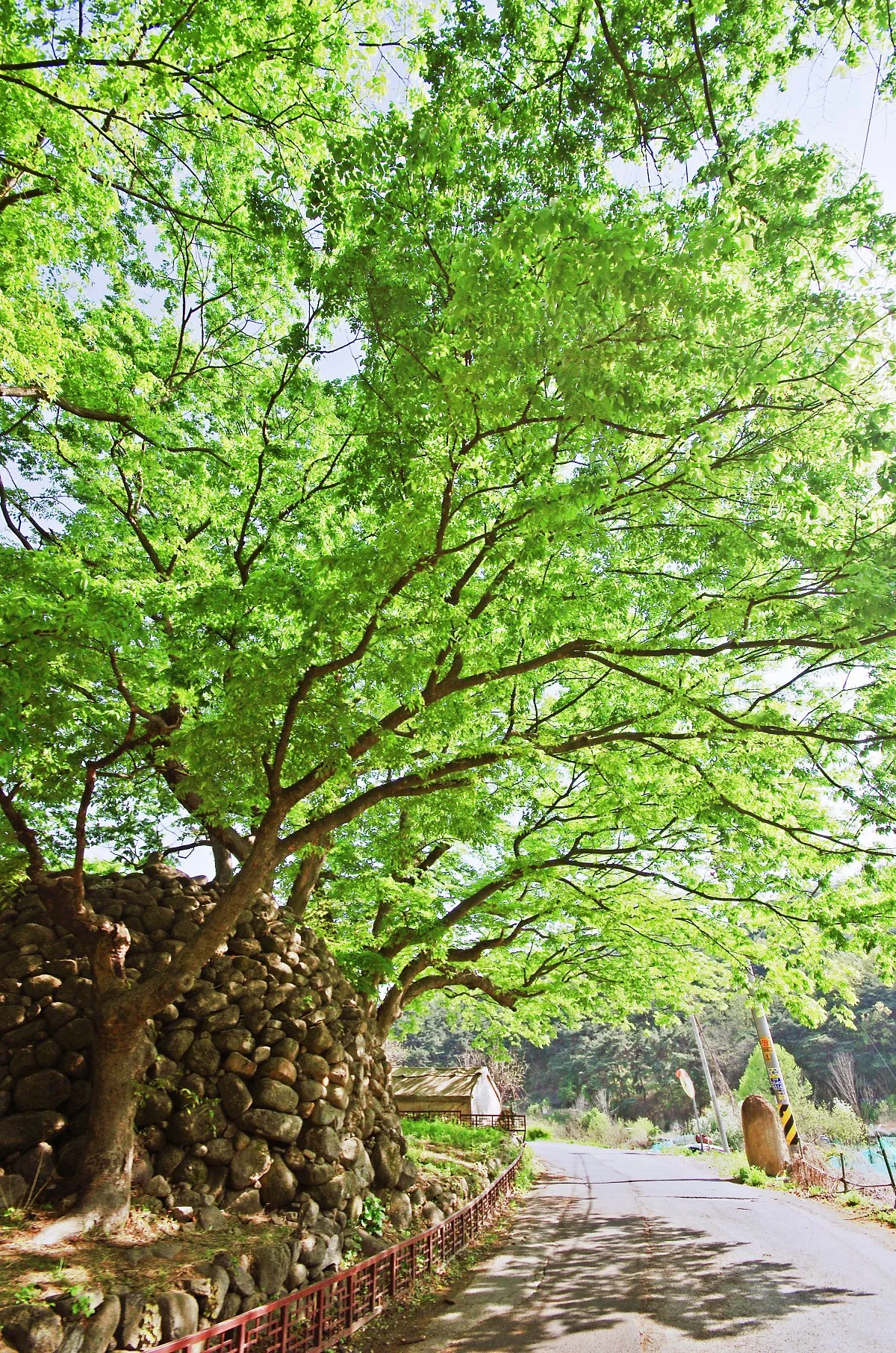 %EC%9A%A9%EC%88%98%EB%8F%99_%EB%8B%B9%EC%82%B0_%EB%82%98%EB%AC%B4%EC%99%80_%EB%8F%8C%EB%AC%B4%EC%A7%80.JPG?type=w1200