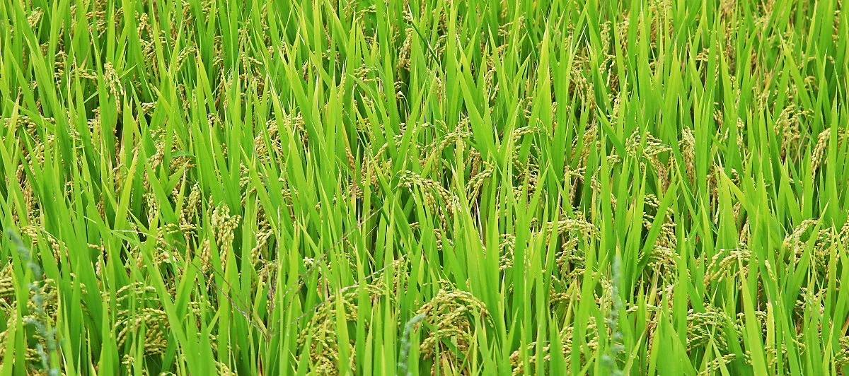 %EC%82%BC%EC%A7%80%EB%A6%AC_%EB%85%BC%EC%97%90_%EB%B2%BC%EA%B0%80_%EA%B3%A0%EA%B0%9C%EB%A5%BC_%EC%88%99%EC%98%80%EB%8B%A4..JPG?type=w1200