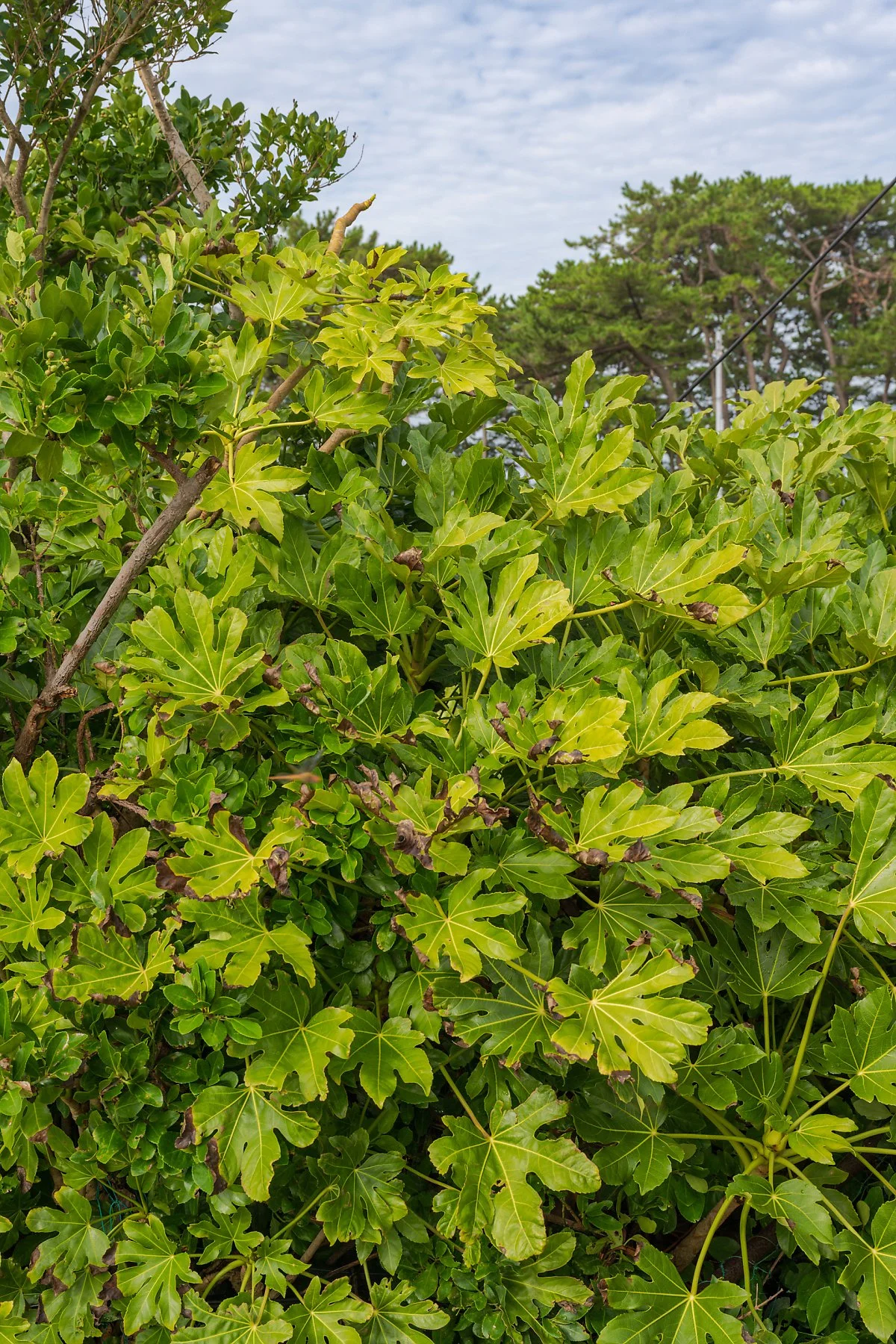 %ED%8C%94%EC%86%90%EC%9D%B4%EB%82%98%EB%AC%B4_%282%29.jpg?type=w1200