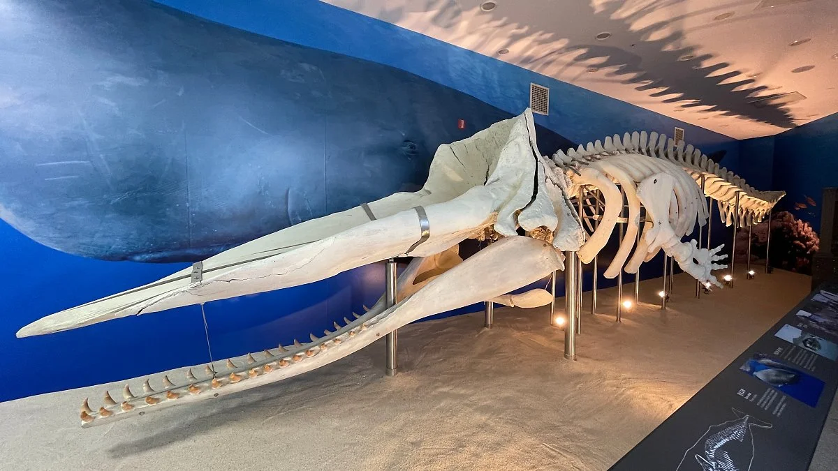 %EA%B0%95%ED%99%94%EC%9E%90%EC%97%B0%EC%82%AC%EB%B0%95%EB%AC%BC%EA%B4%80_%281%29.JPG?type=w1200