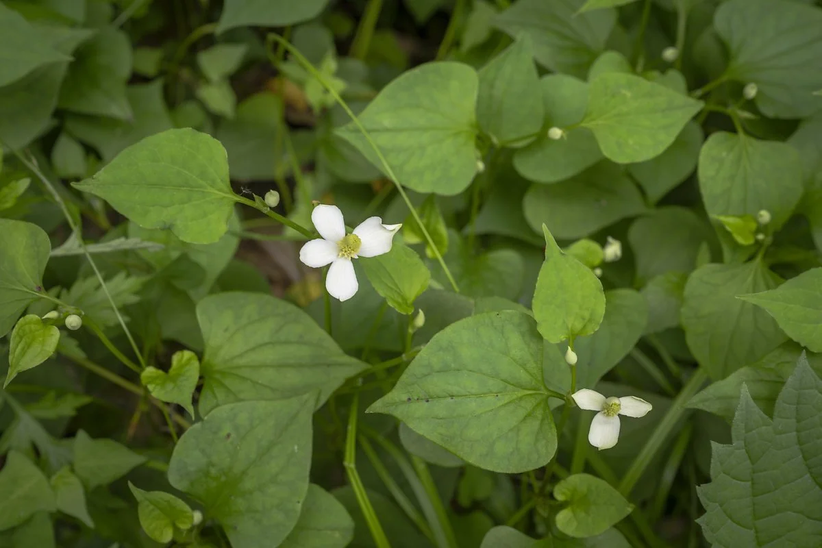 %EC%9A%B4%EA%B3%A1%EB%9E%8C%EC%82%AC%EB%A5%B4%EC%8A%B5%EC%A7%80_%2816%29.jpg?type=w1200