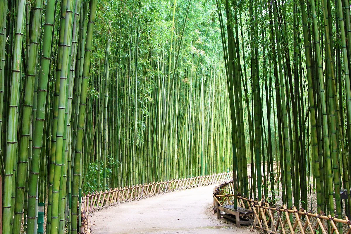 %EC%8B%AD%EB%A6%AC%EB%8C%80%EC%88%B2_%281%29.JPG?type=w1200