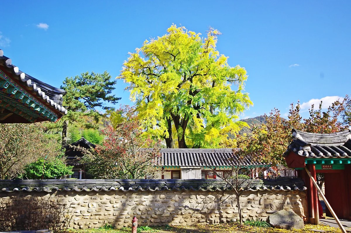 %EC%A0%84%EC%A3%BC_%ED%96%A5%EA%B5%90_%EC%9D%80%ED%96%89%EB%82%98%EB%AC%B4_%EA%B3%A0%EB%AA%A9._%EB%8B%A8%ED%92%8D_%EB%AC%BC%EB%93%A0_%EC%9D%80%ED%96%89%EB%82%98%EB%AC%B4%EC%99%80_%ED%95%9C%EC%98%A5%EC%9D%B4_%EC%9E%98_%EC%96%B4%EC%9A%B8%EB%A6%B0.JPG?type=w1200