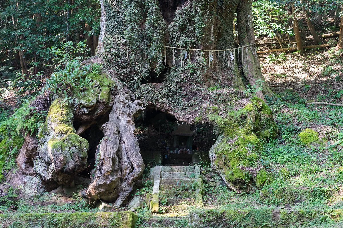 %EB%8B%A4%EC%BC%80%EC%98%A4_%EC%8B%A0%EC%82%AC_%EB%85%B9%EB%82%98%EB%AC%B4_%EB%8F%84%EC%84%9C%EA%B4%80_%EC%A0%95%ED%98%9C%EC%A7%84_%2811%29.jpg?type=w1200