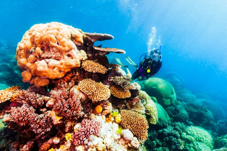 %EC%8A%A4%EC%BF%A0%EB%B2%84_%EB%8B%A4%EC%9D%B4%EB%B9%99_-_c_TTNQ_(1).jpg?type=w966