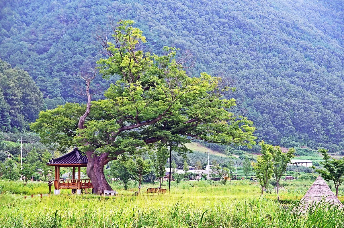 %EC%82%BC%EC%A7%802%EB%A6%AC_%EC%8A%B5%EC%A7%80%EC%97%90_%EC%9E%88%EB%8A%94_%EA%B1%B0%EB%8C%80%ED%95%9C_%EA%B3%A0%EB%AA%A9.JPG?type=w1200