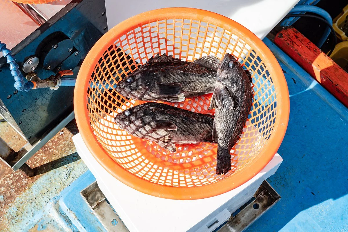 %EC%82%BC%EA%B8%B8%ED%8F%AC_%ED%9A%8C%EB%9C%A8%EB%8A%94_%EC%84%A0%EC%83%81_%285%29.jpg?type=w1200